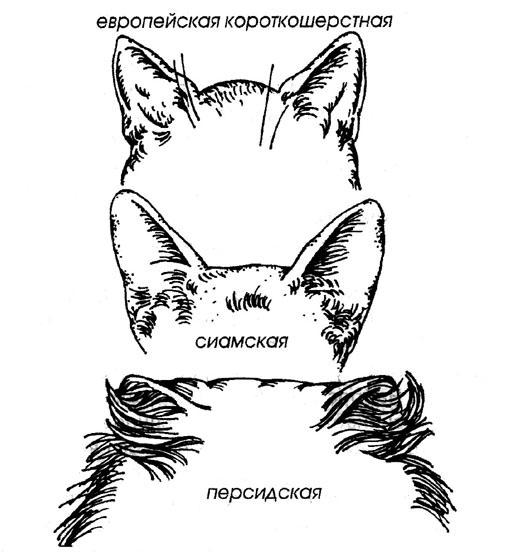Как рисовать уши у кошки Как рисовать уши у кошки